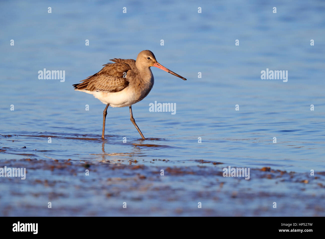 A winter / non-breeding plumage Black-tailed Godwit Limosa limosa on a Norfolk estuary in winter Stock Photo