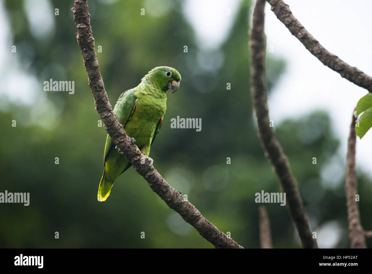 A Mealy Parrot from the island of Ilhabela, Brazil Stock Photo