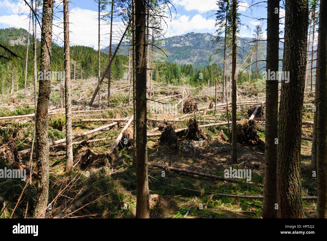 Totes Gebirge, forest blowdown, Ausseerland-Salzkammergut, Steiermark, Styria, Austria Stock Photo