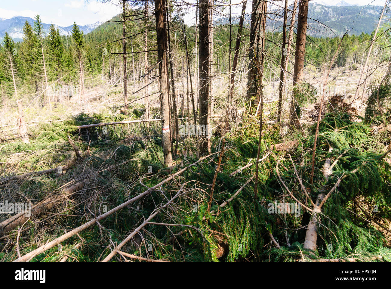 Totes Gebirge, forest blowdown, Ausseerland-Salzkammergut, Steiermark, Styria, Austria Stock Photo