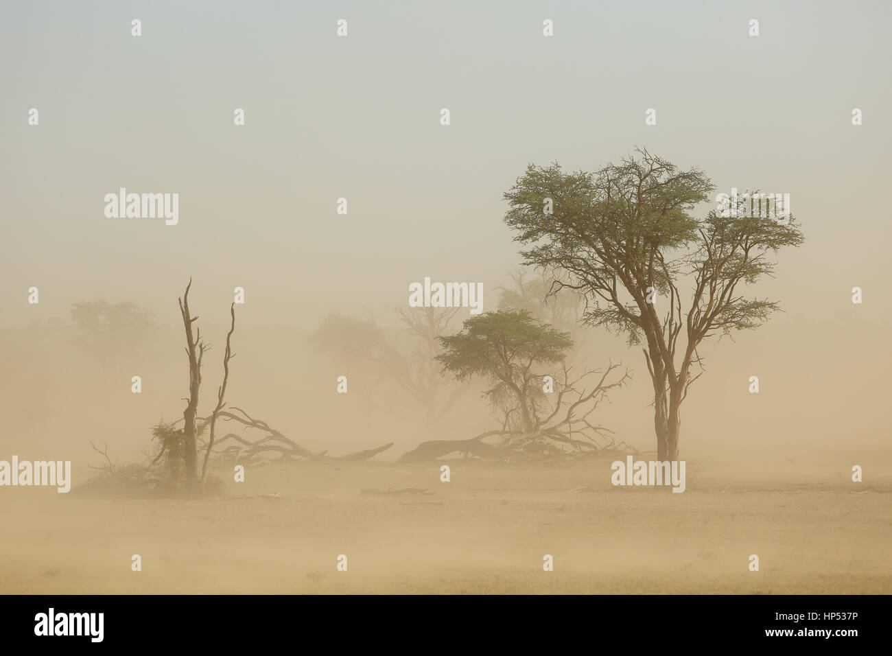 Landscape with trees during a severe sand storm in the Kalahari desert
