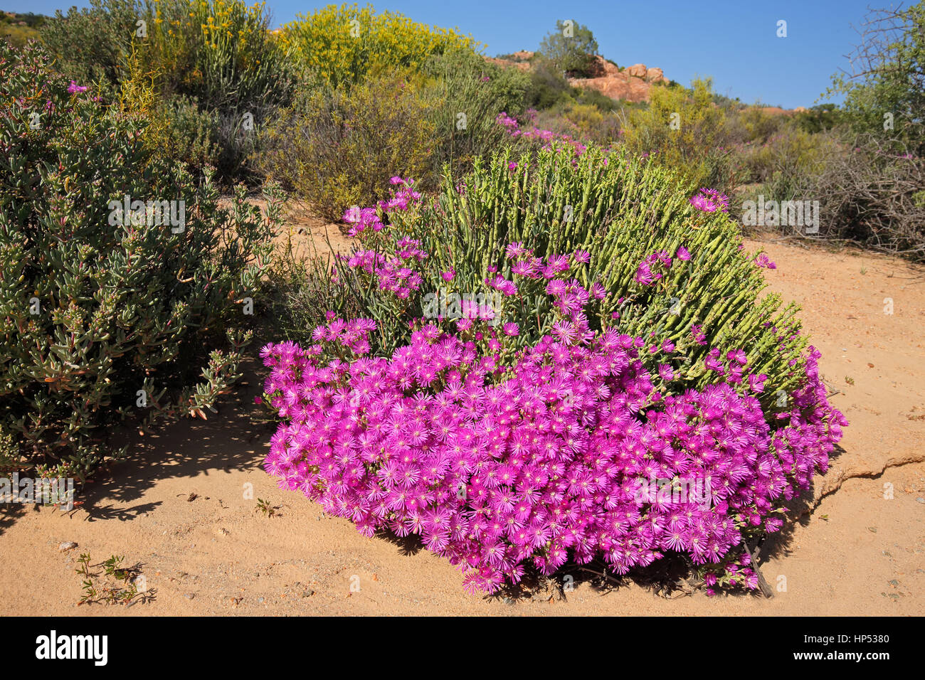 Brightly colored wild flowers, Namaqualand, Northern Cape, South Africa Stock Photo