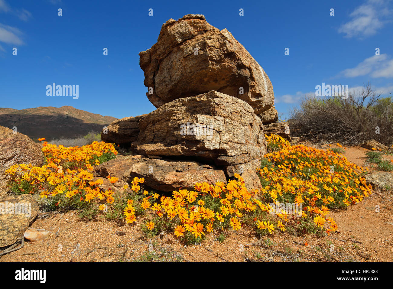 Brightly colored wild flowers and rock, Namaqualand, Northern Cape, South Africa Stock Photo