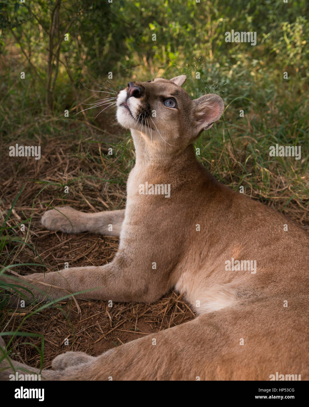 A large Puma cub from Central Brazil Stock Photo - Alamy