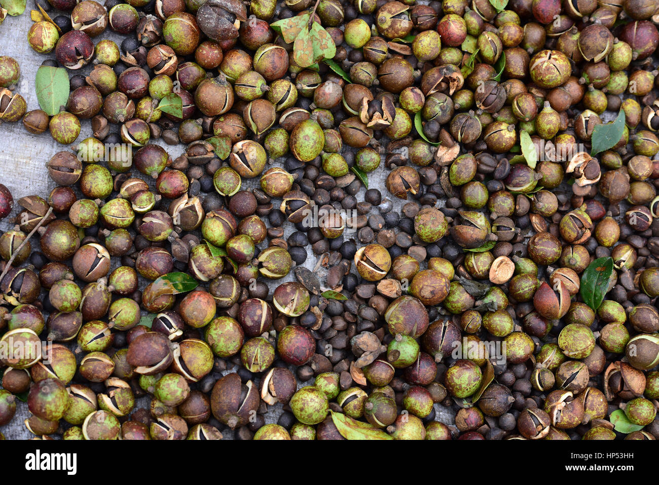 Camellia seed hires stock photography and images Alamy