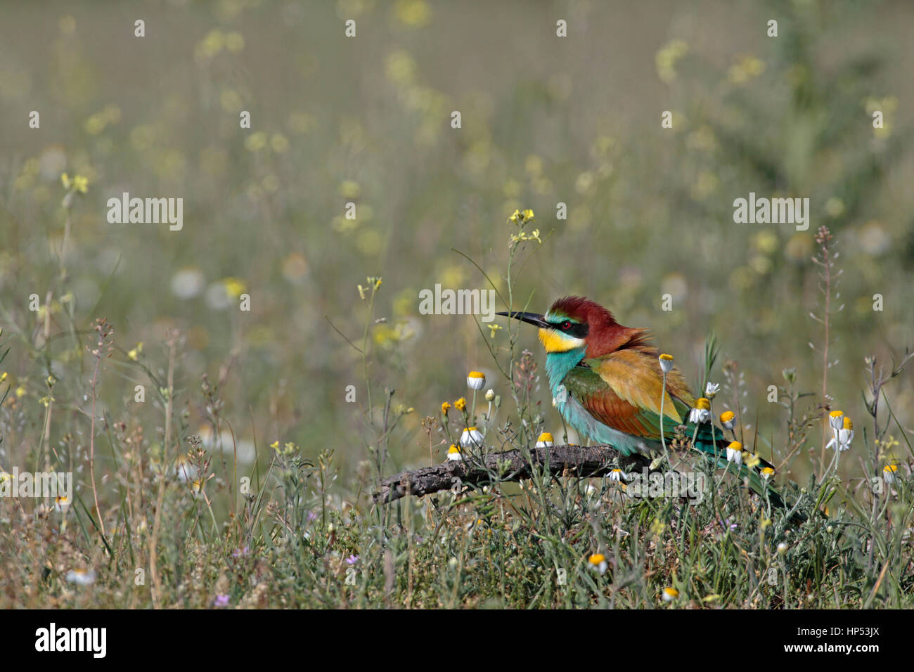 European bee-eater (Merops apiaster) Stock Photo