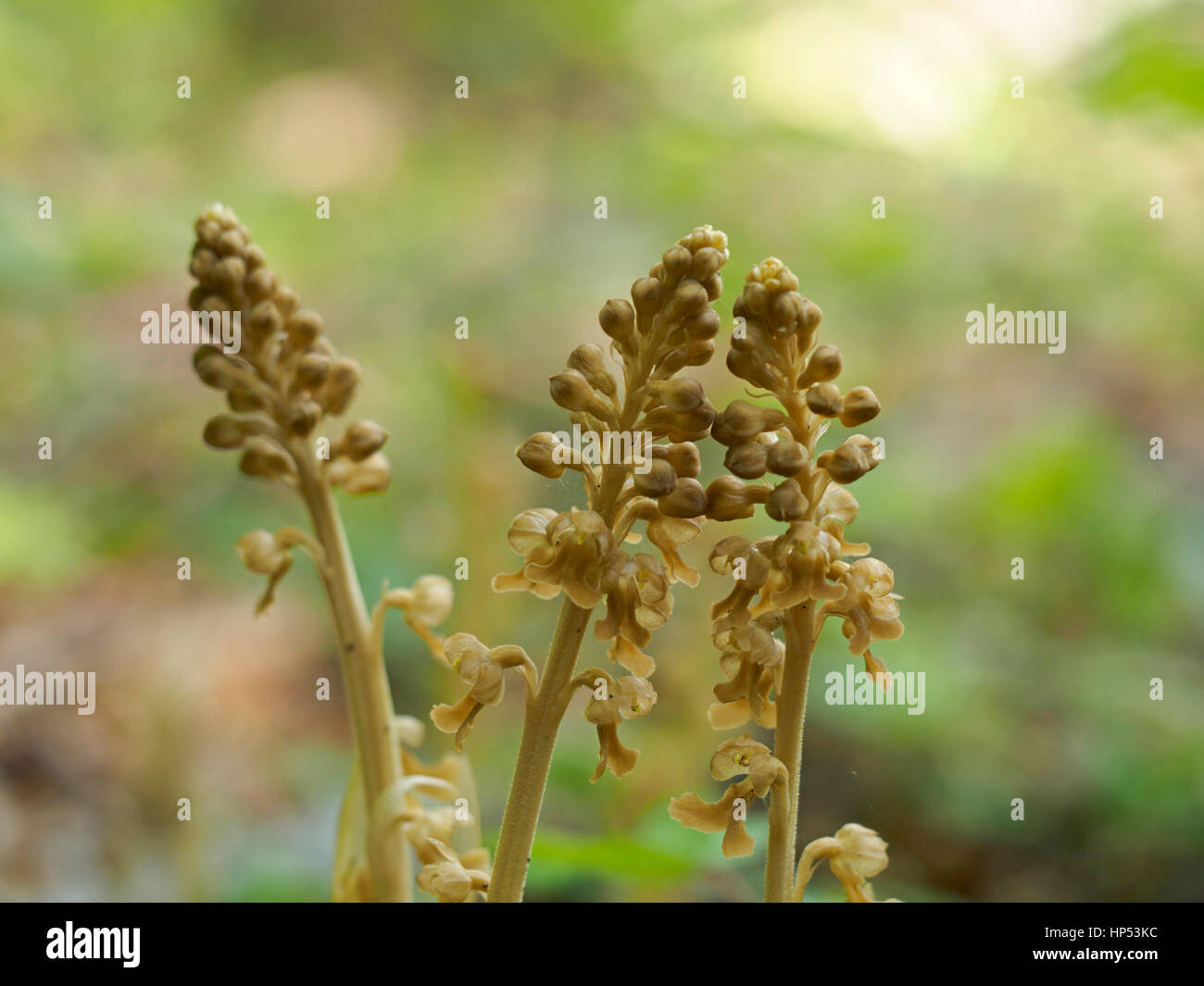 Common toothwort, a parasitic plant Stock Photo