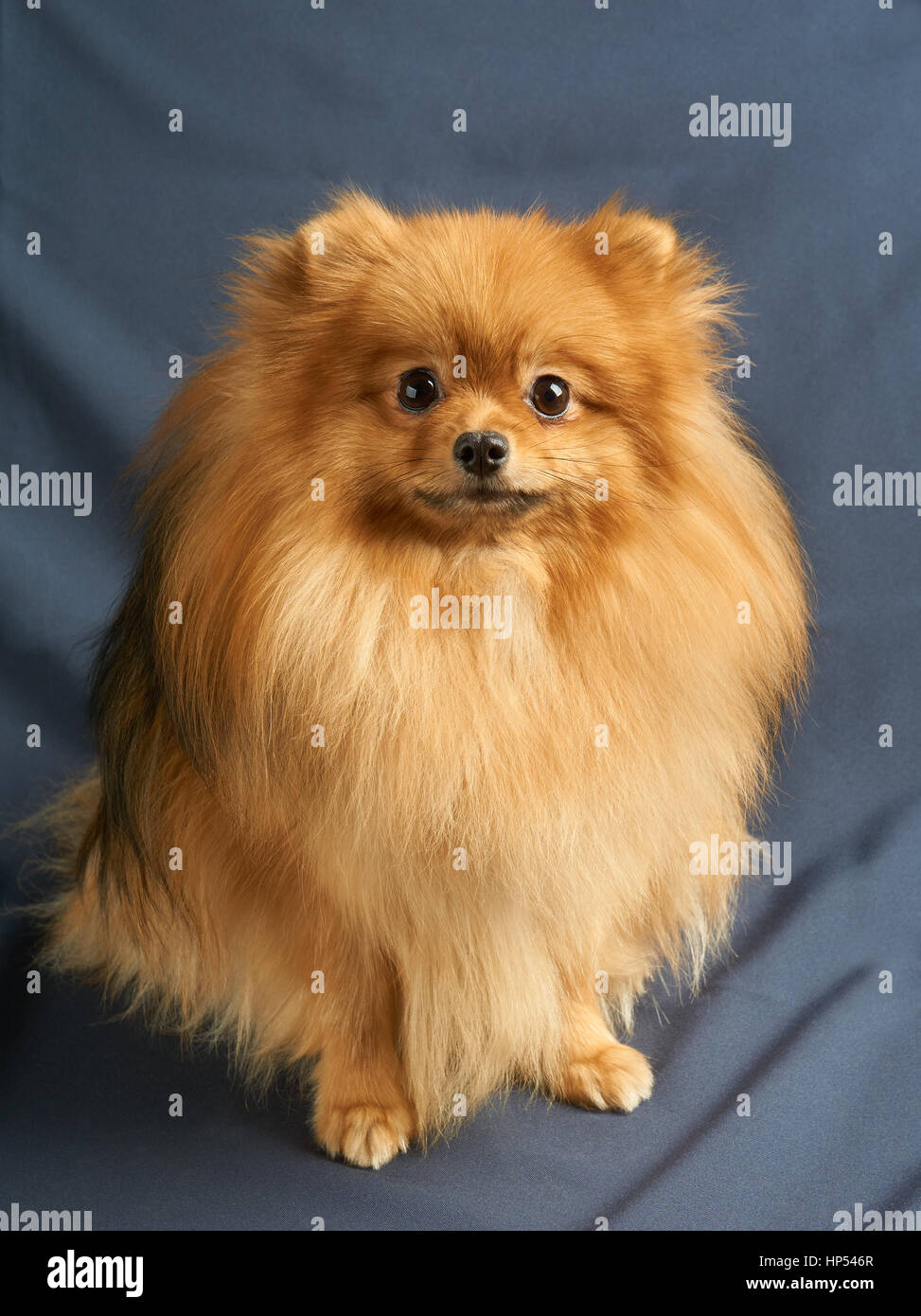One red Pomeranian spitz sits on gray background Stock Photo