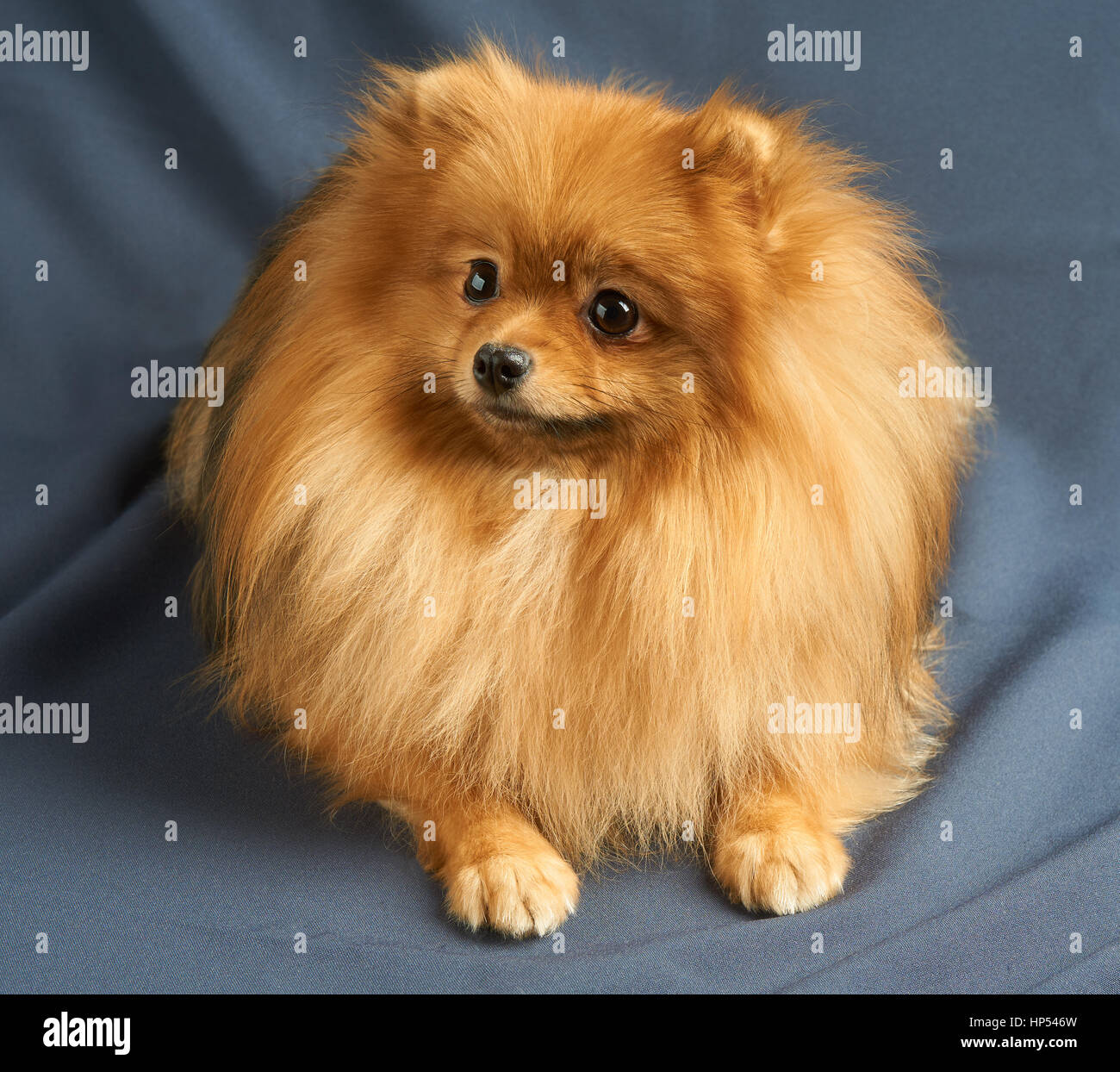 One red Pomeranian spitz lies on gray background Stock Photo