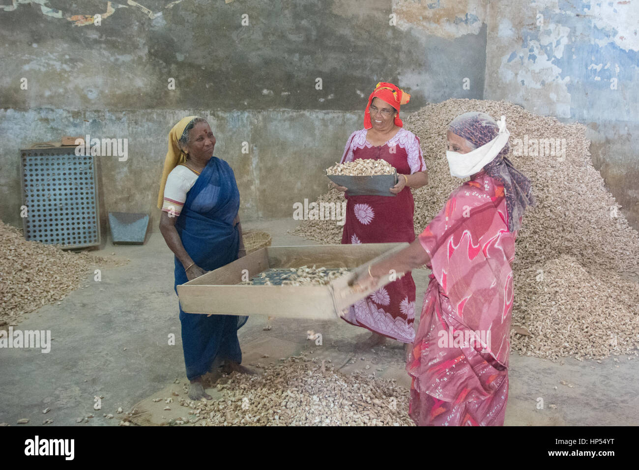 Kochi, India - December 11, 2016 - Women processing huge amounts of ginger in factory Stock Photo