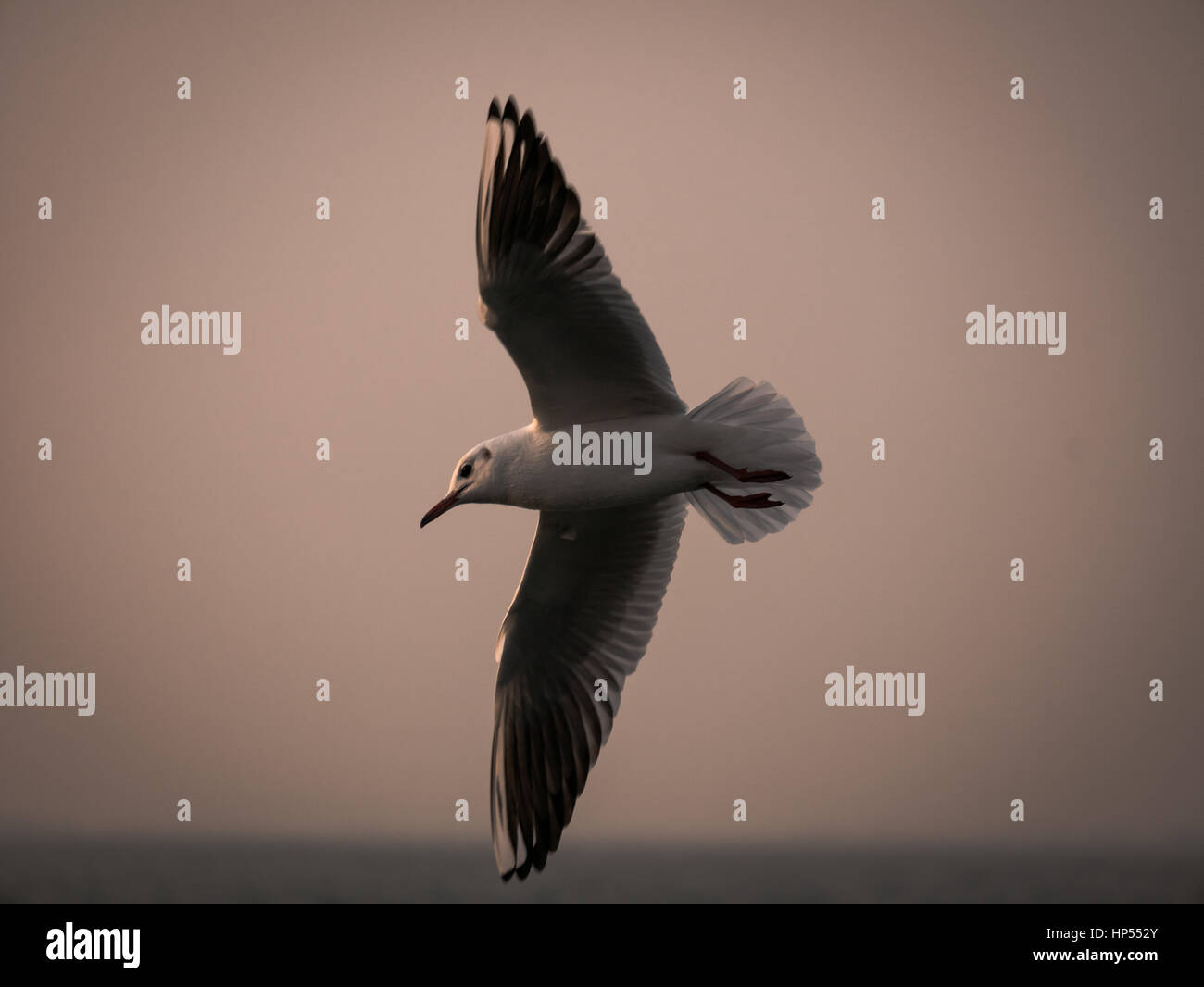 ิbird fly sky sea seagull pigeon Stock Photo