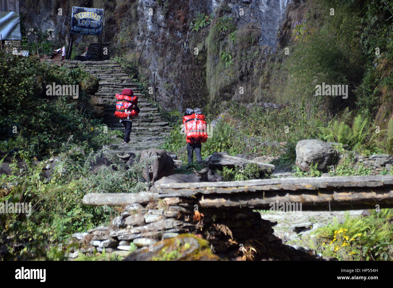 Two Male Nepalese Porters Carrying Heavy Bags up Stone Steps to the Gurung Lodge at Ban Thanti in the Annapurna Sanctuary, Himalayas, Nepal, Asia Stock Photo