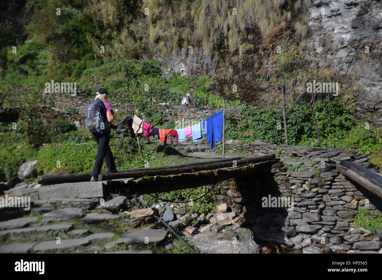 Female Trekker Crossing Wooden Log Bridge to the Gurung Lodge at Ban Thanti in the Annapurna Sanctuary, Himalayas, Nepal, Asia Stock Photo