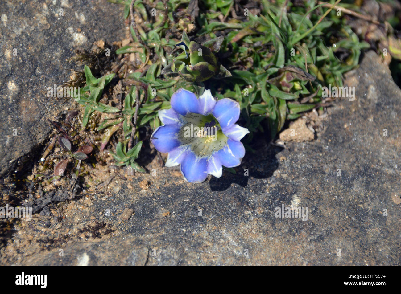 A Pale Blue Himalayan Gentian Flower in Full Sunshine on the Footpath ...