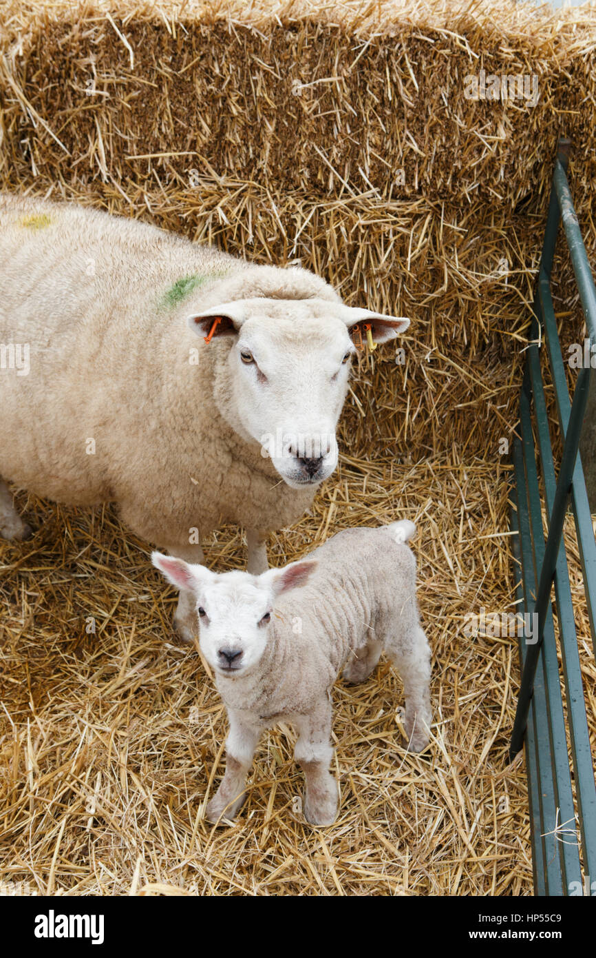 New born lamb and ewe sheep in straw pen. Unsharpened Stock Photo