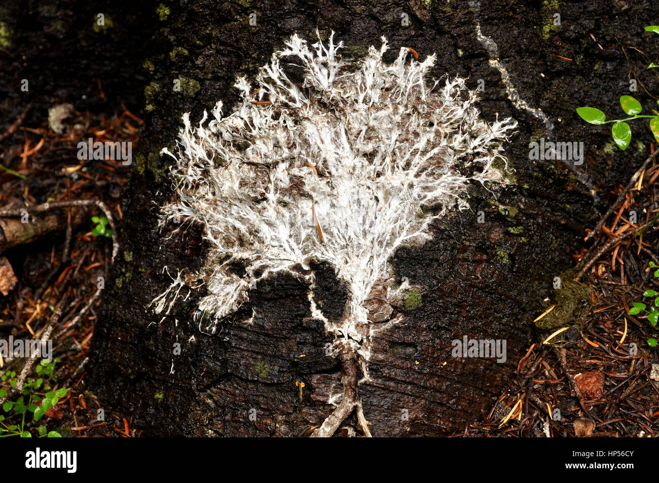 Mycelial mat nin Oregon's Wallowa Mountains. Stock Photo