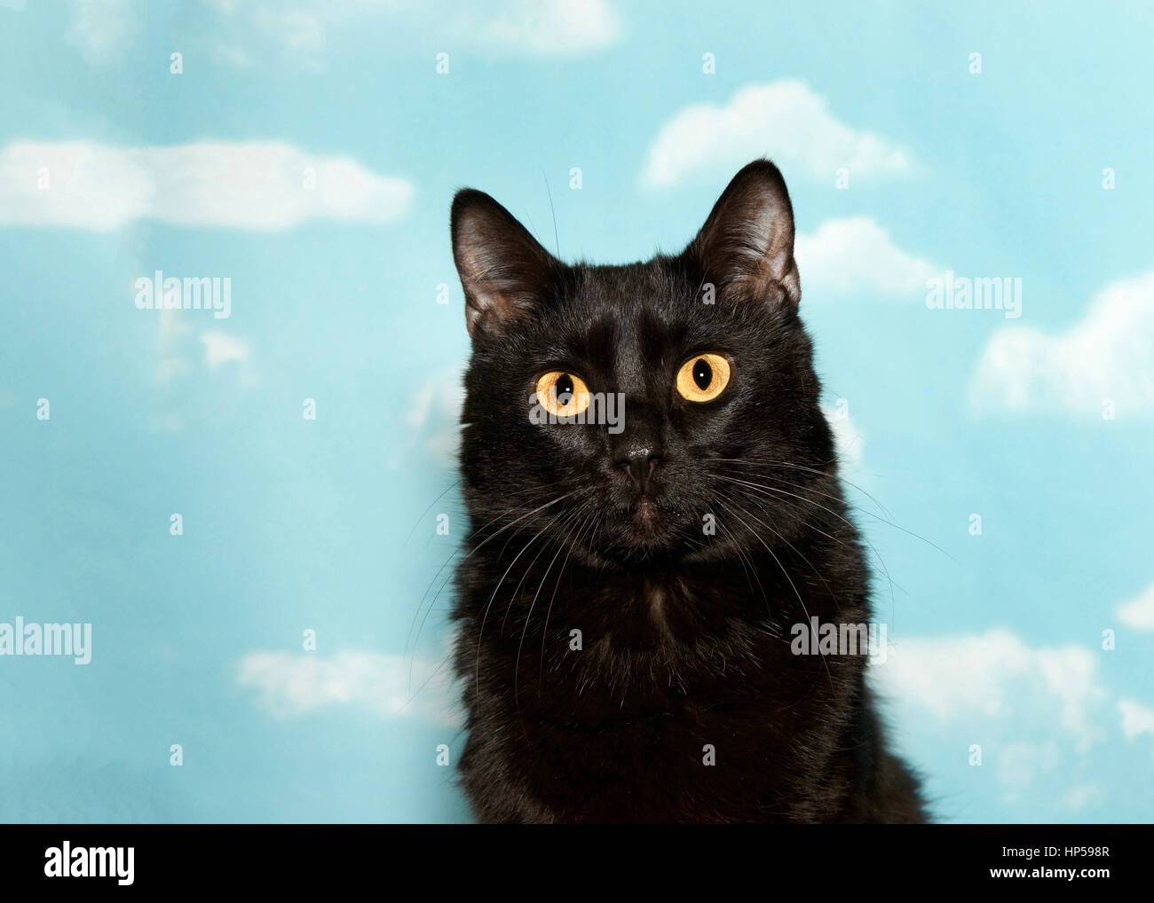 Portrait of a petite black cat with yellow eyes looking at viewer, blue ...