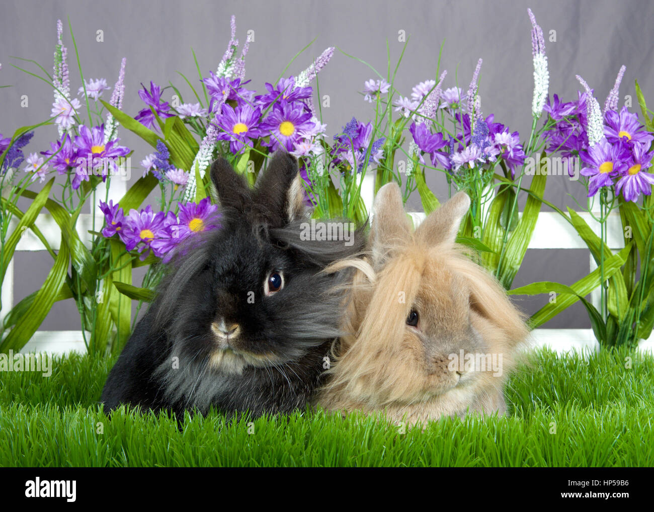 One small brown long hair bunny sitting next o one small black long haired bunny, laying in green grass in front of a white picket fence with purple f Stock Photo