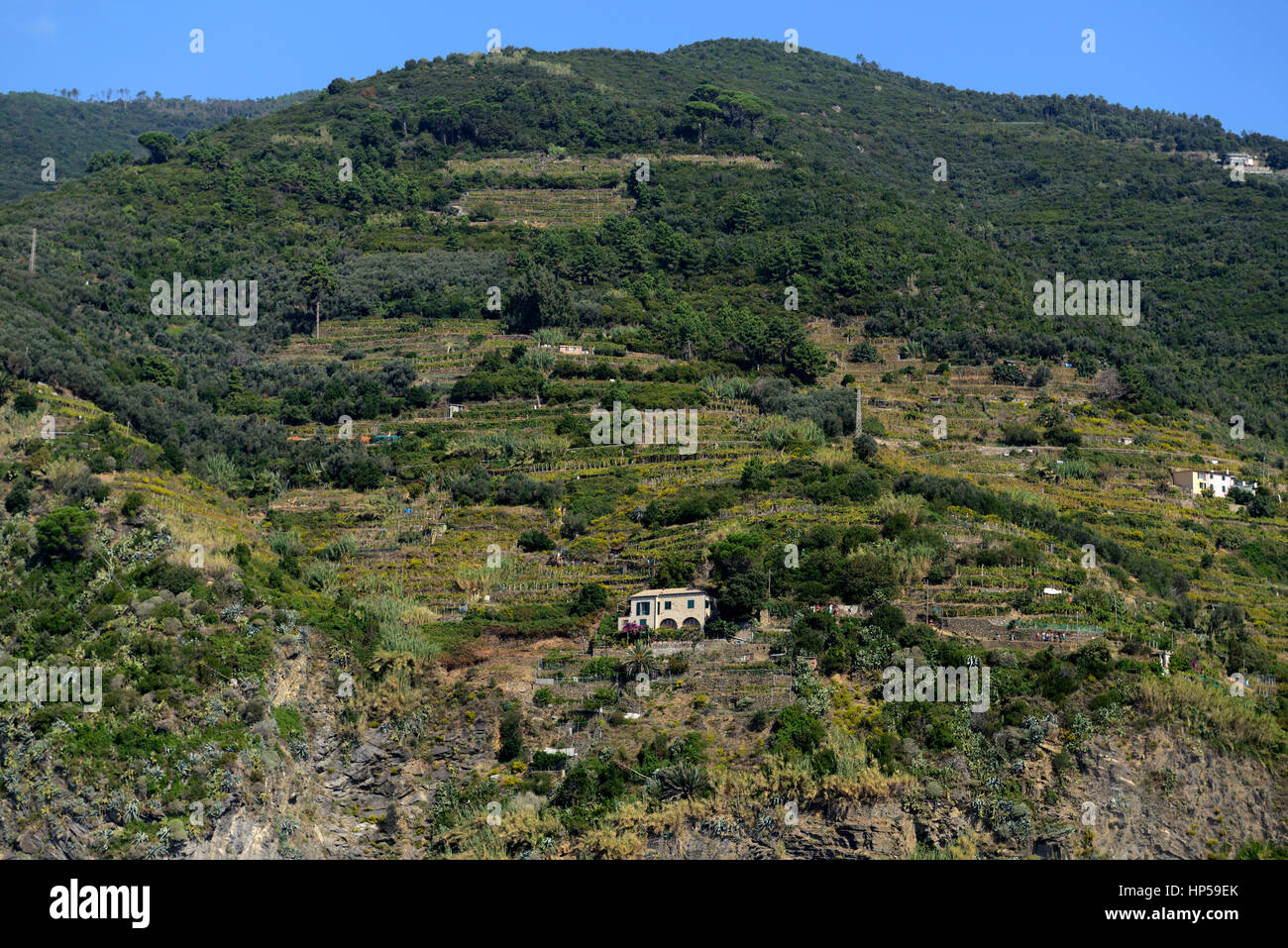 vineyard, wine production, terrace, terraces, vernazza, Cinque Terre, Coast, Coastline, Village, Villages, cliff, cliffs, clifftop, coastal, UNESCO Wo Stock Photo
