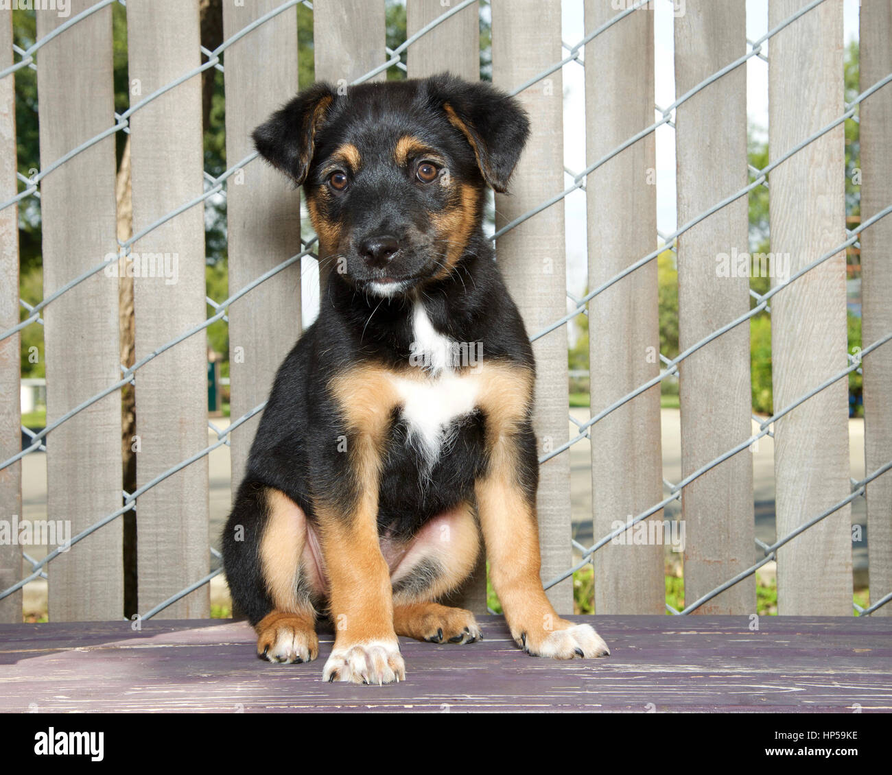 Portrait of a German Shepherd mix puppy sitting on a wood deck next to a  fence with wood slats through looking slightly to viewers left Stock Photo  - Alamy