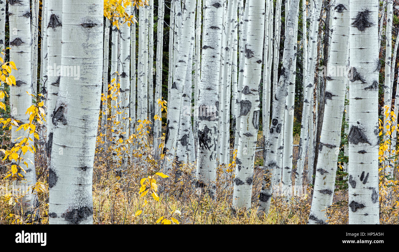 Forest of Aspen trees in jasper national park, alberta, canada Stock Photo