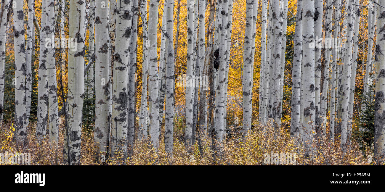 Aspen trees in autumn in the wilderness of Jasper National Park, Canada Stock Photo