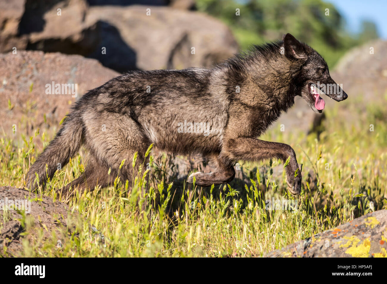 Black wolf hires stock photography and images Alamy