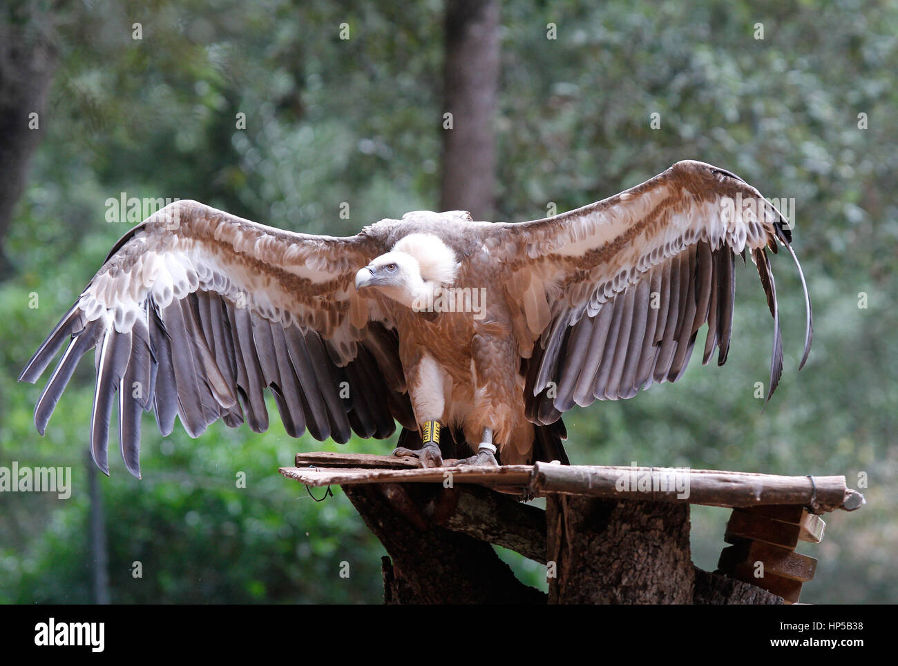vultures on a conservation and protection centre in the island of Majorca Stock Photo Alamy