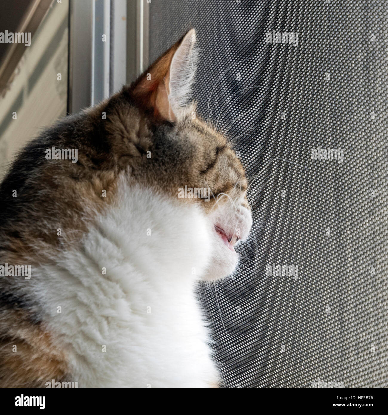 Cat bird hires stock photography and images Alamy