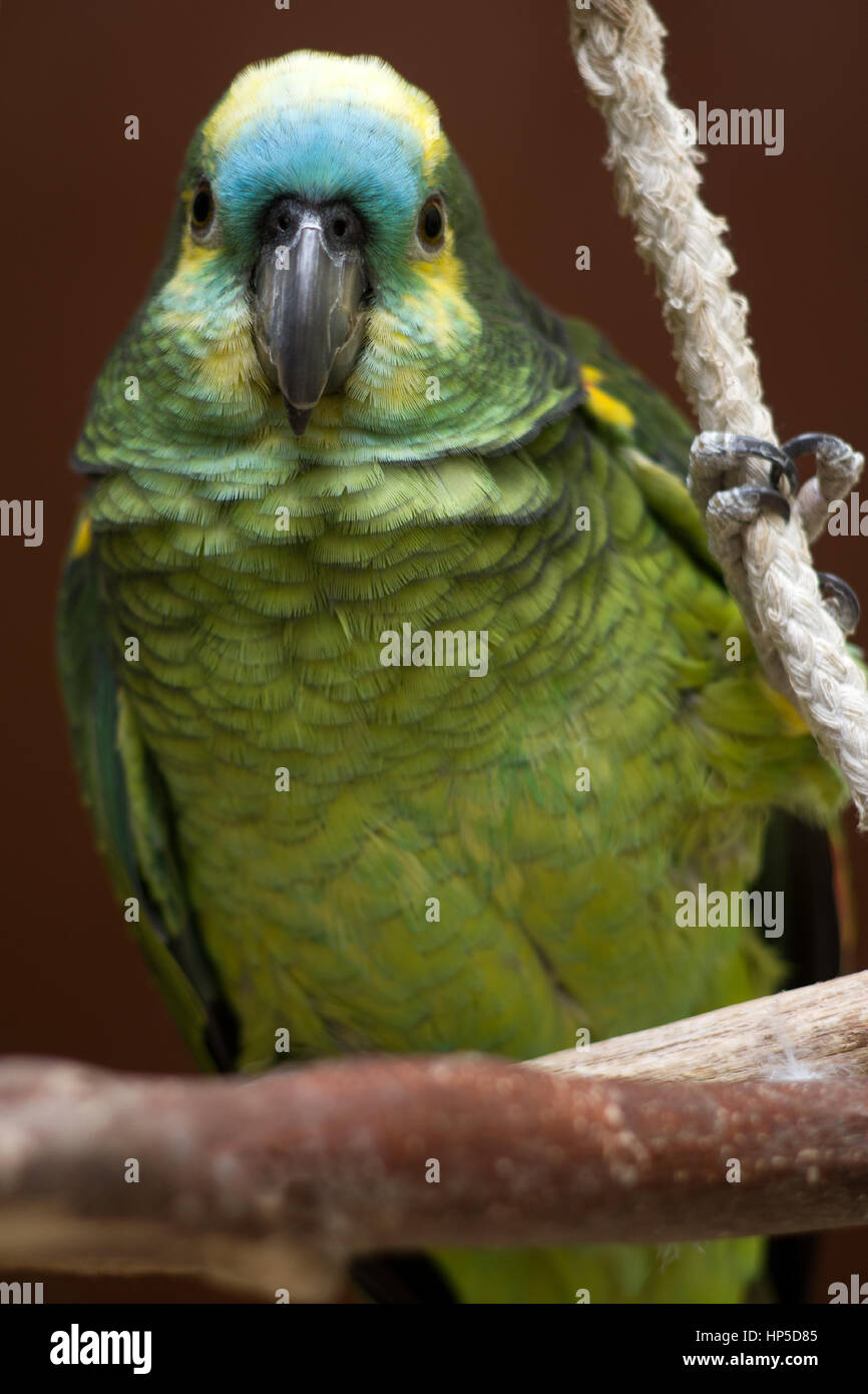 Blue fronted amazon parrot hi-res stock photography and images - Alamy