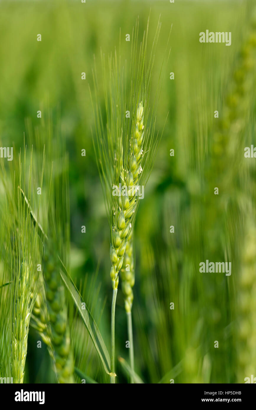Ear of Wheat Stock Photo - Alamy