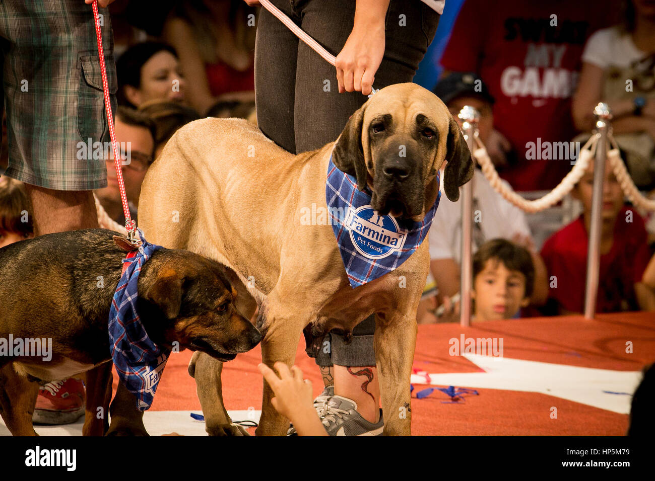Sao Paulo, Brazil. 18th Feb, 2017. Hundreds of dogs (and their owners) participate in a costumes parade to promote the adoption of abandoned animals in the central square of a shopping mall in Sao Paulo Credit: Dario Oliveira/ZUMA Wire/Alamy Live News Stock Photo