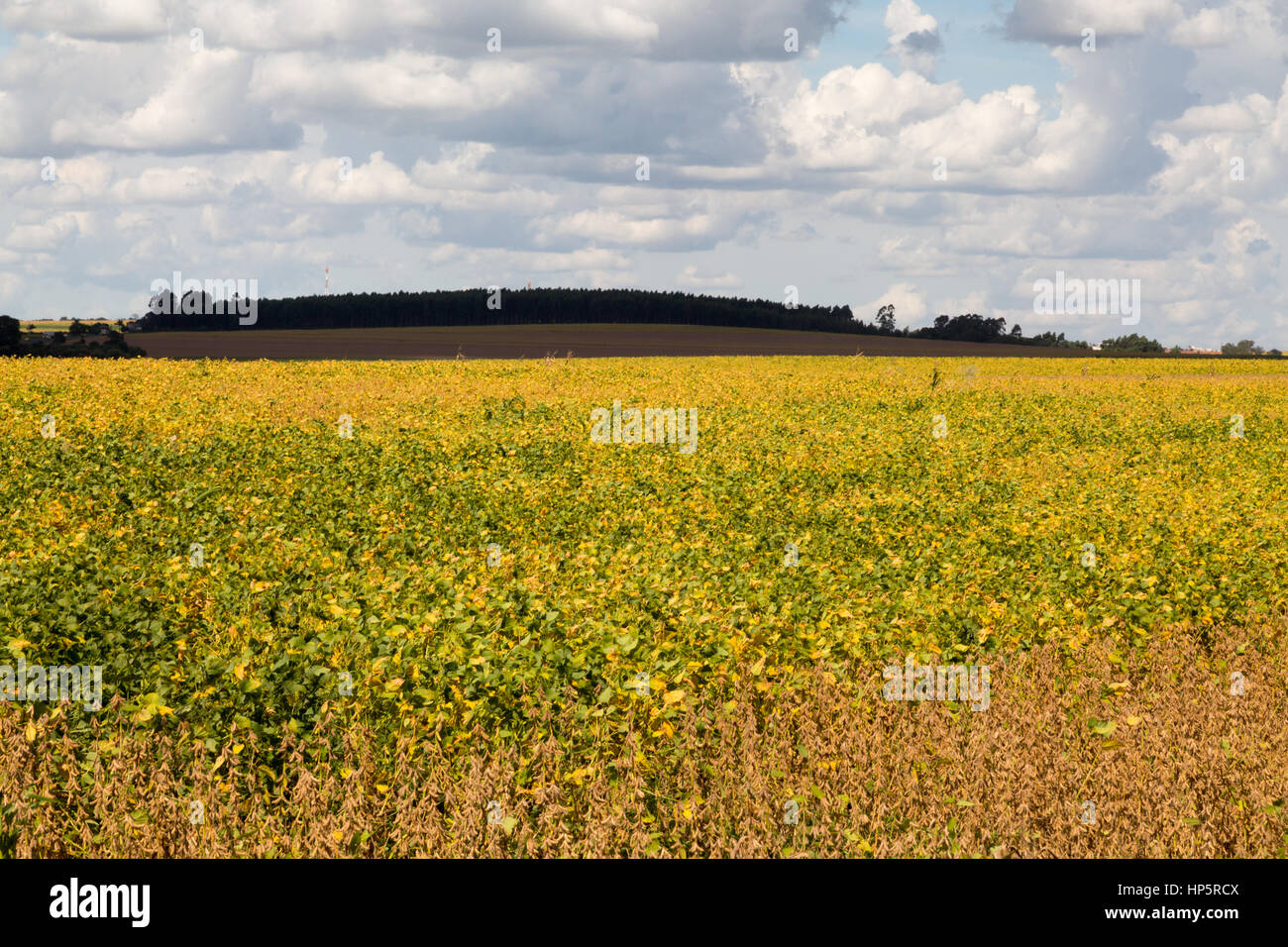 Large soybean plantation in brazil hi-res stock photography and images ...
