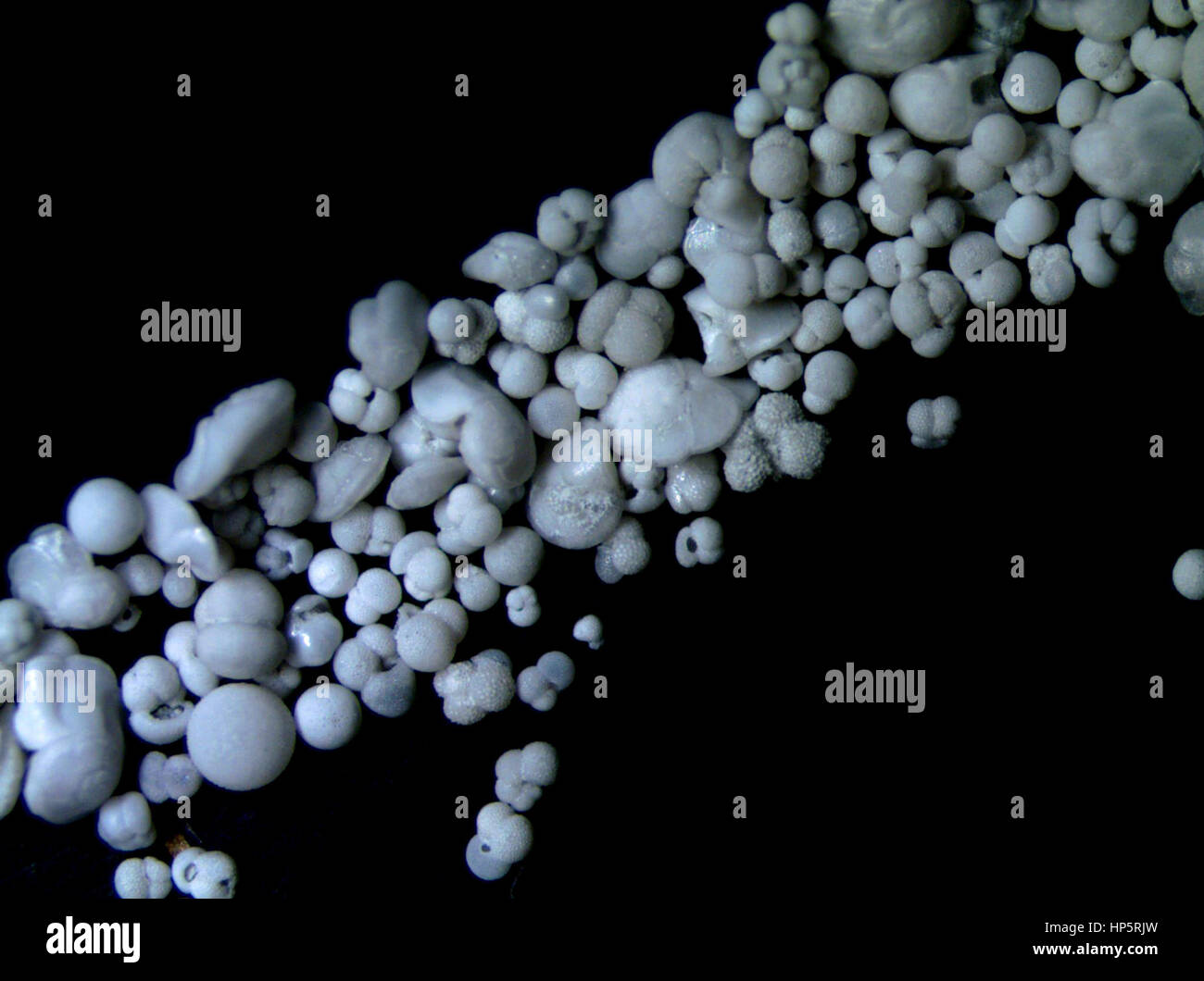 Aboard Joides Resolution. 17th Feb, 2017. Foraminifera samples drilled from the seafloor of the South China Sea are seen under the microscope on the U.S. drilling ship JOIDES Resolution, Feb. 17, 2017. Dozens of scientists from different countries are on an expedition to the South China Sea, to explore the formation of the sea as part of the International Ocean Discovery Program (IODP). Credit: Zhang Jiansong/Xinhua/Alamy Live News Stock Photo