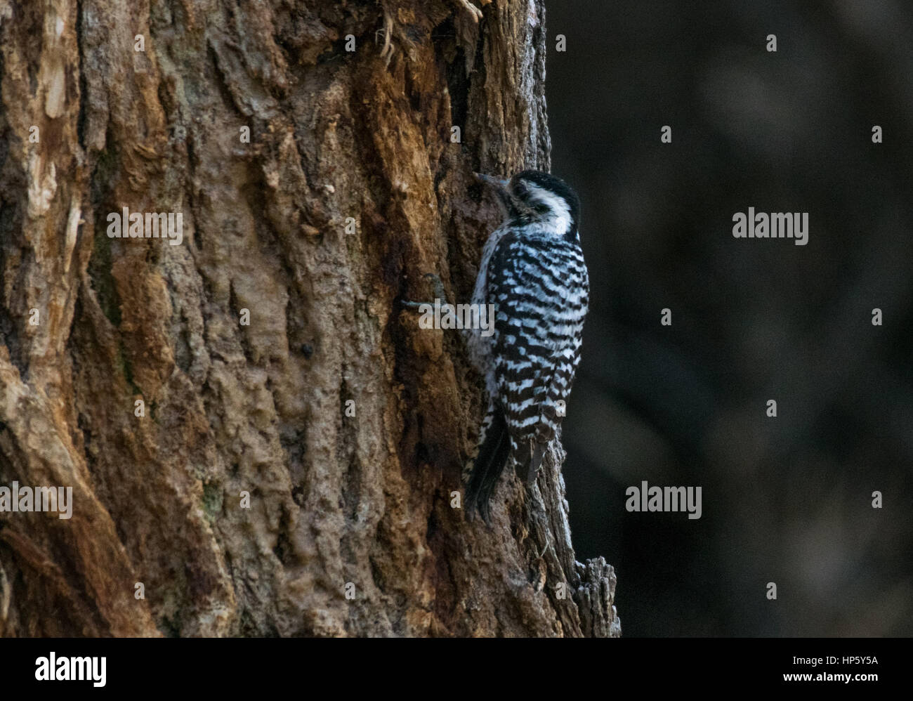 A Female Ladder-backed Woodpecker Looking for Food Stock Photo