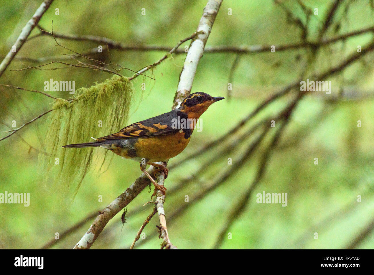 A Varied Thrush Perched Low in the Canopy of an Alaskan Forest Stock Photo