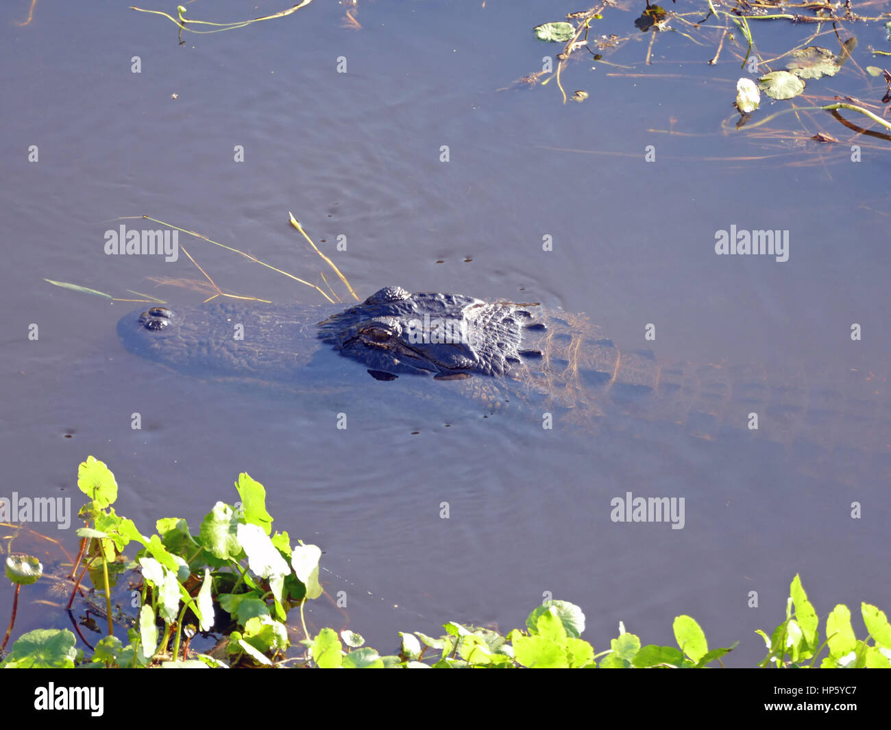 Young Alligator (A. mississippiensis except for Eyes and Snout, Paynes Prairie Preserve State Park, Gainesville, Florida, USA Stock Photo