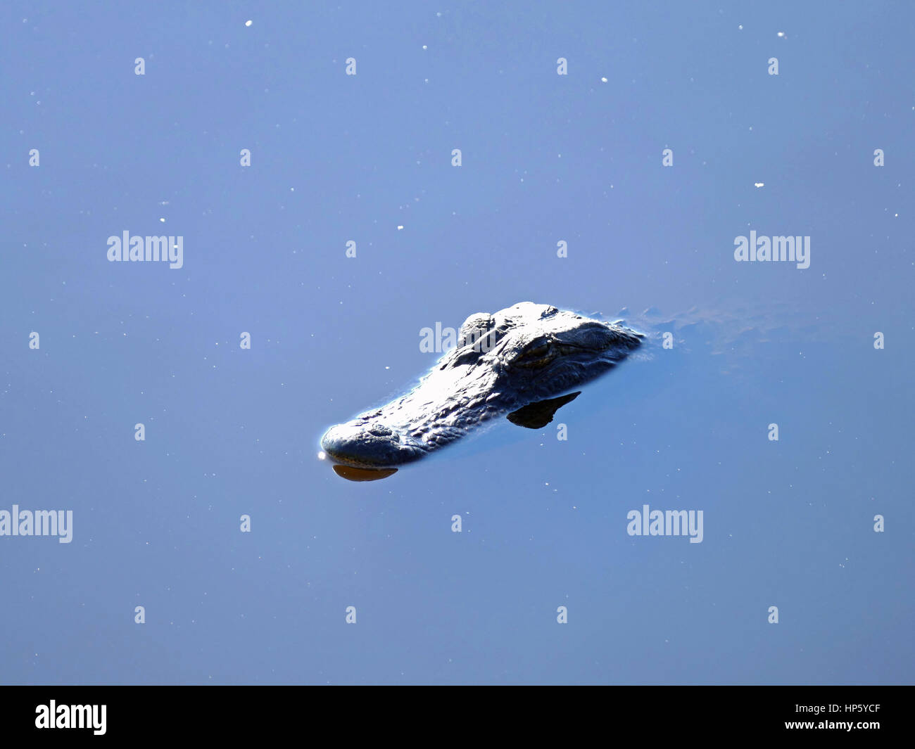 Small Alligator Head Just Above the Water Line, Paynes Prairie Preserve State Park, Gainesville, Florida, USA Stock Photo