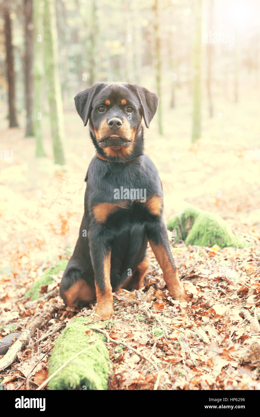 Rottweiler fall hi-res stock photography and images - Alamy