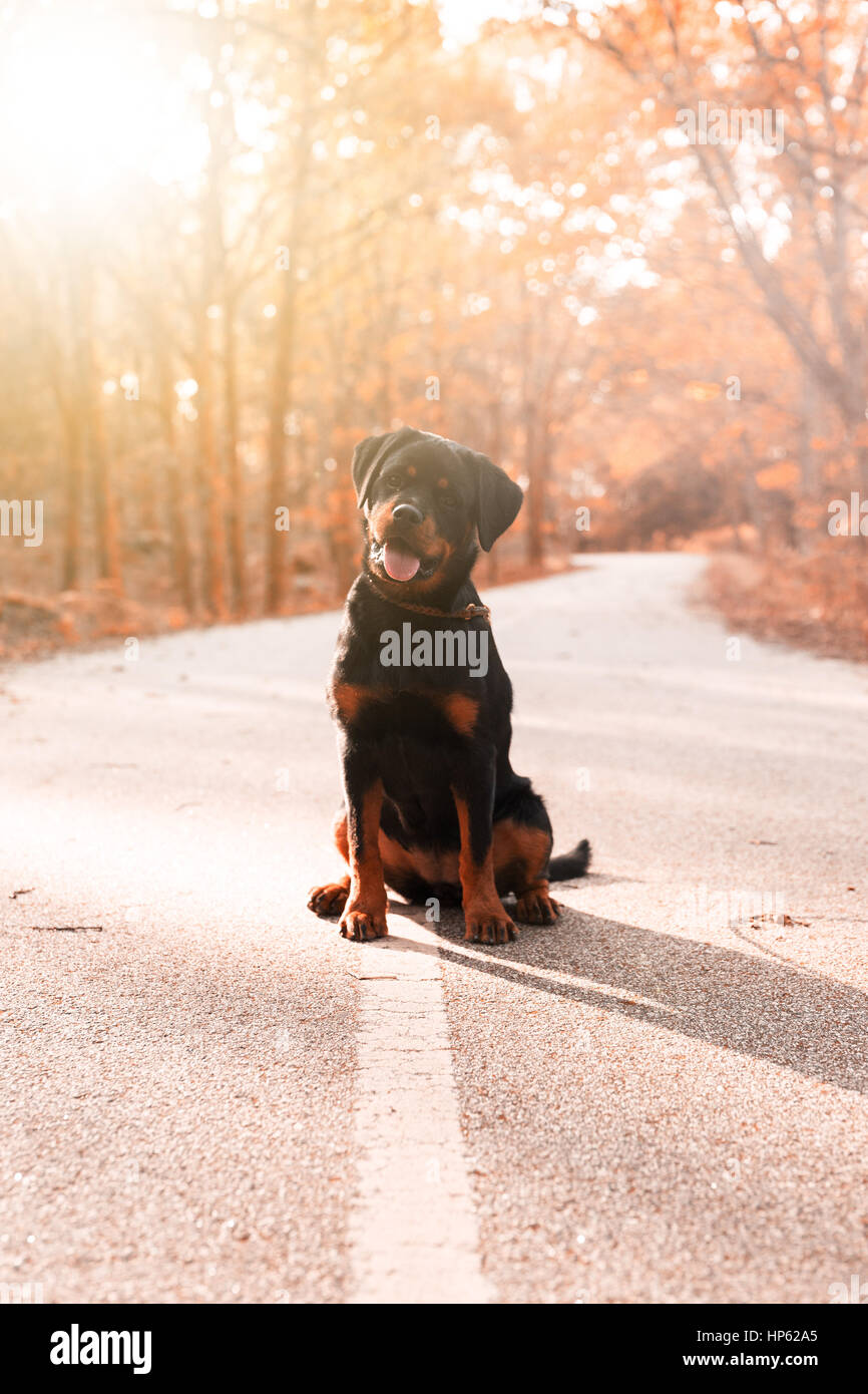Rottweiler fall hi-res stock photography and images - Alamy