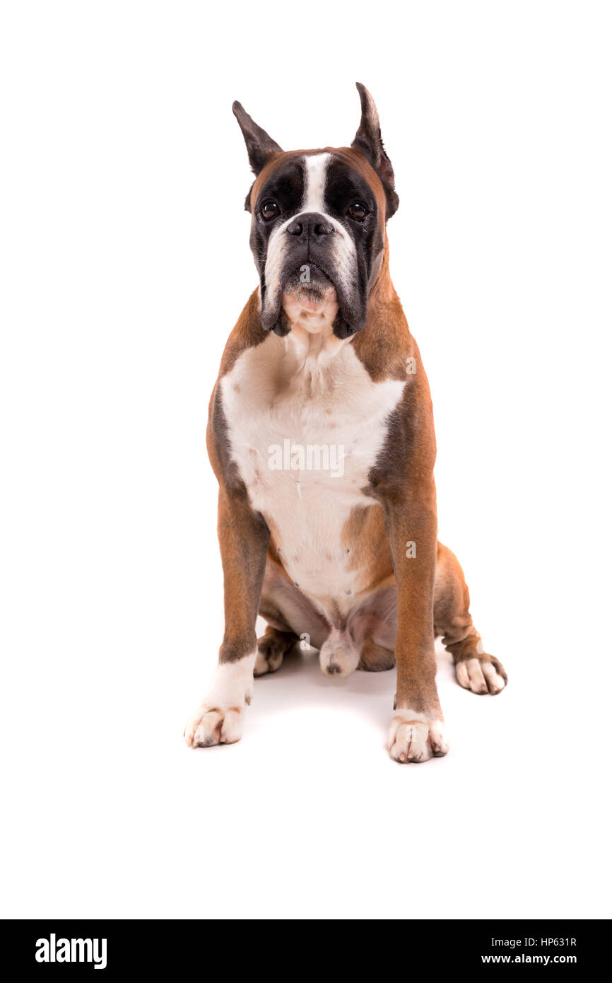 Awesome looking german boxer posing isolated in studio Stock Photo