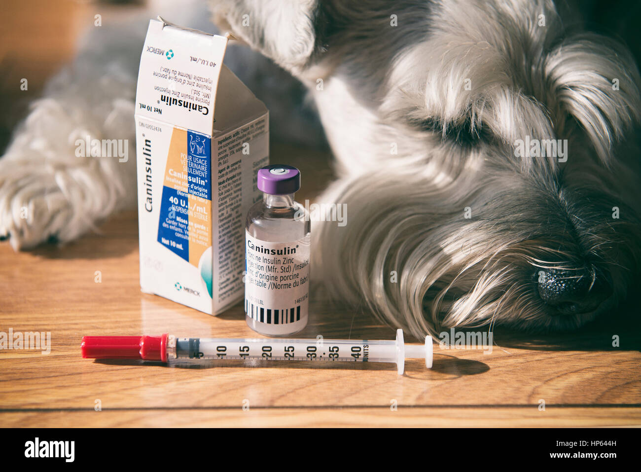 Diabetic Dog, Pet, Canine Diabetes, Insulin Vial and Syringe Stock Photo