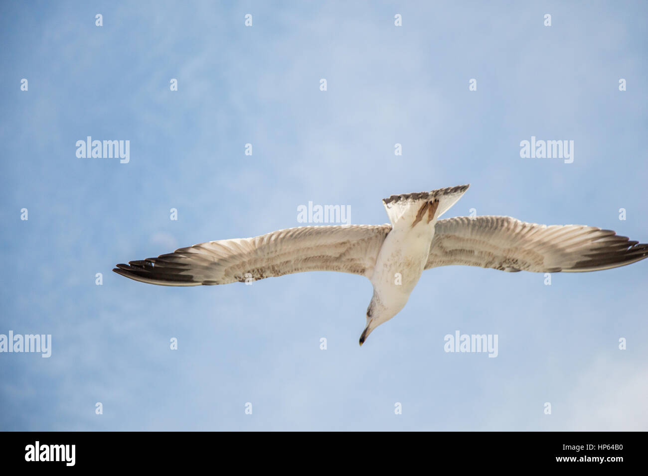 Seagull flying in a cloudy sky over the sea waters Stock Photo - Alamy