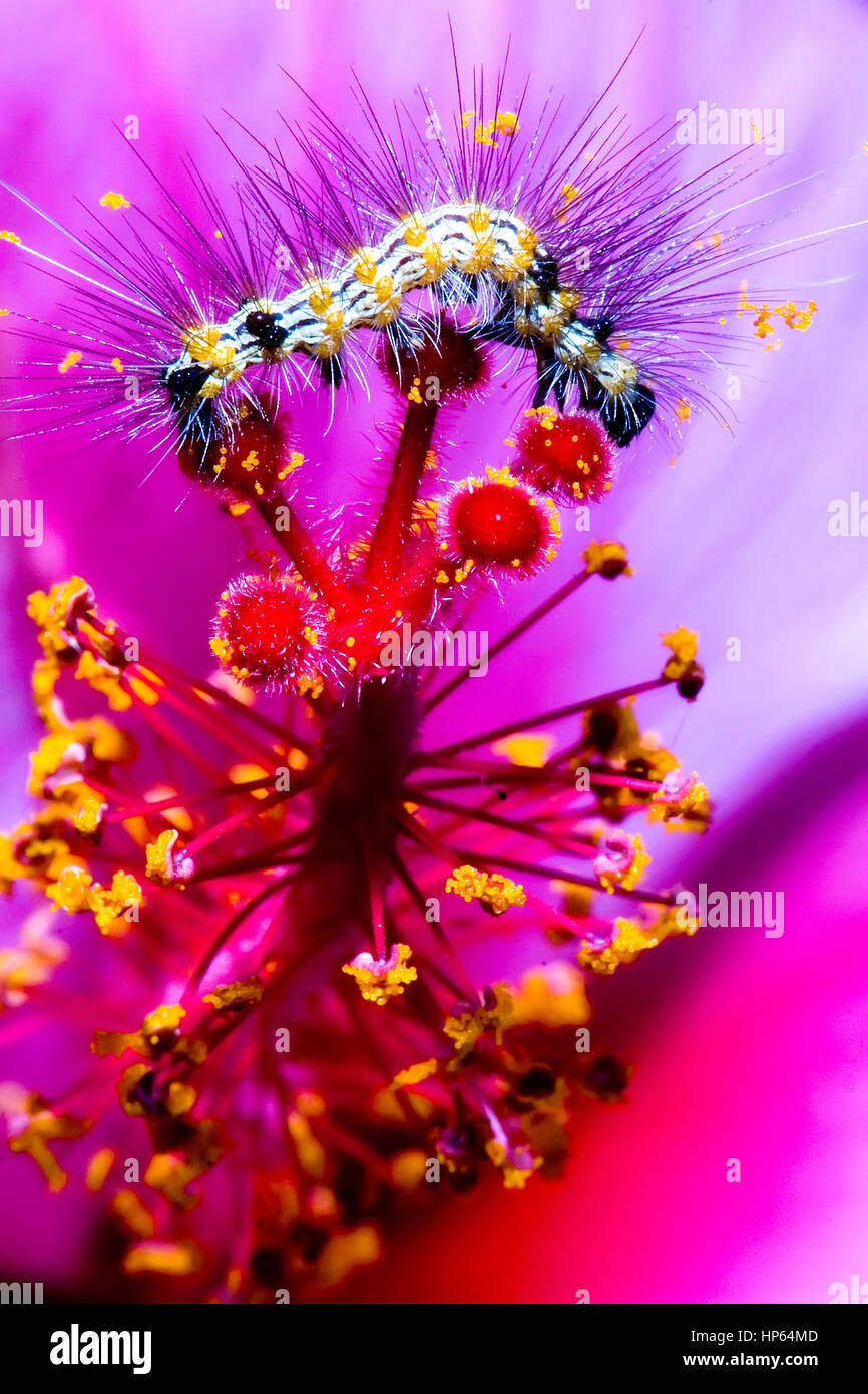 Hairy Caterpillar, coverded in pólen, on a pink flower. photographed in Baixo Guandú, Espírito Santo - Southeast of Brazil. Atlantic Forest Biome.' Stock Photo