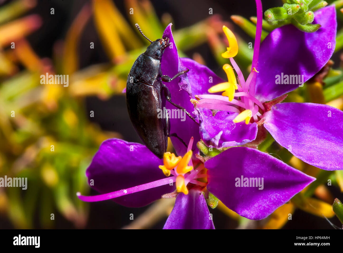 Black Beetle on a purple flower, photographed in Guarapari, Espírito Santo - Southeast of Brazil. Atlantic Forest Biome. Stock Photo
