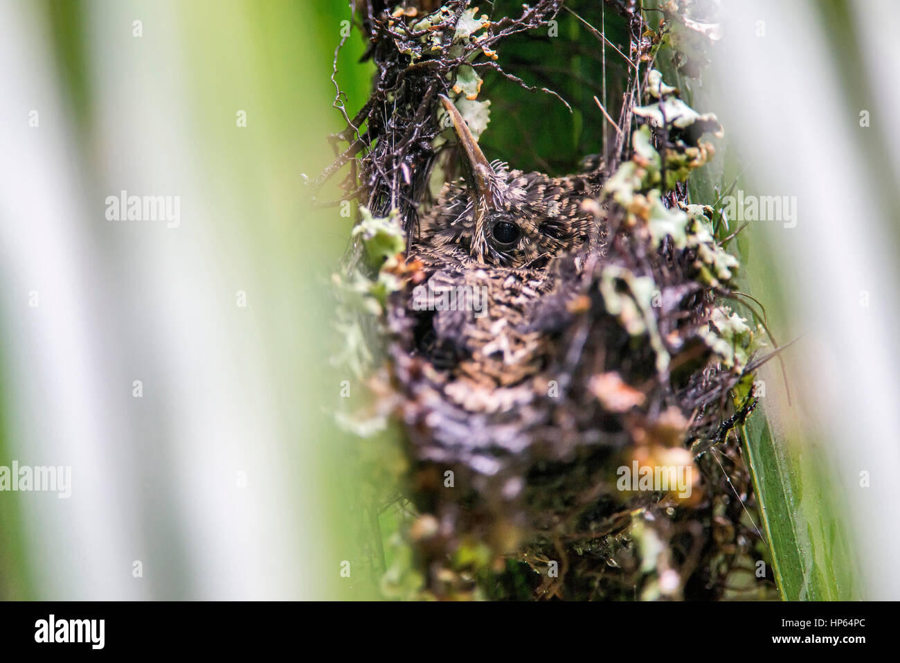 Hummingbird nest, photographed  in Santa Teresa, Espírito Santo - Southeast of Brazil. Atlantic Forest Biome. Stock Photo