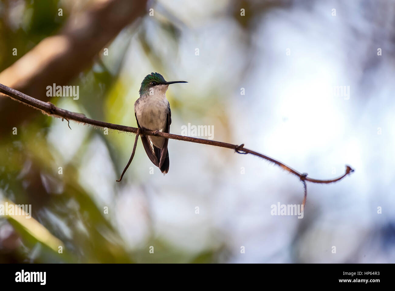 Female Violet-capped Woodnymph (Thalurania glaucopis) perched on branch, photographed in Sooretama, Espírito Santo, Brazil. Stock Photo