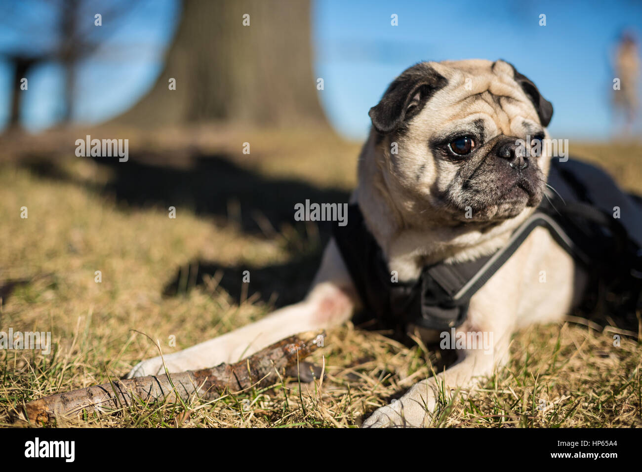 Pug enjoying sunny day in the park Stock Photo - Alamy