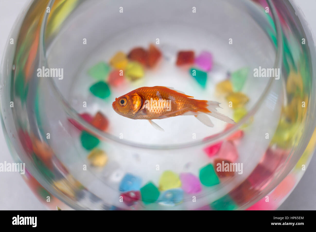Dead goldfish hires stock photography and images Alamy