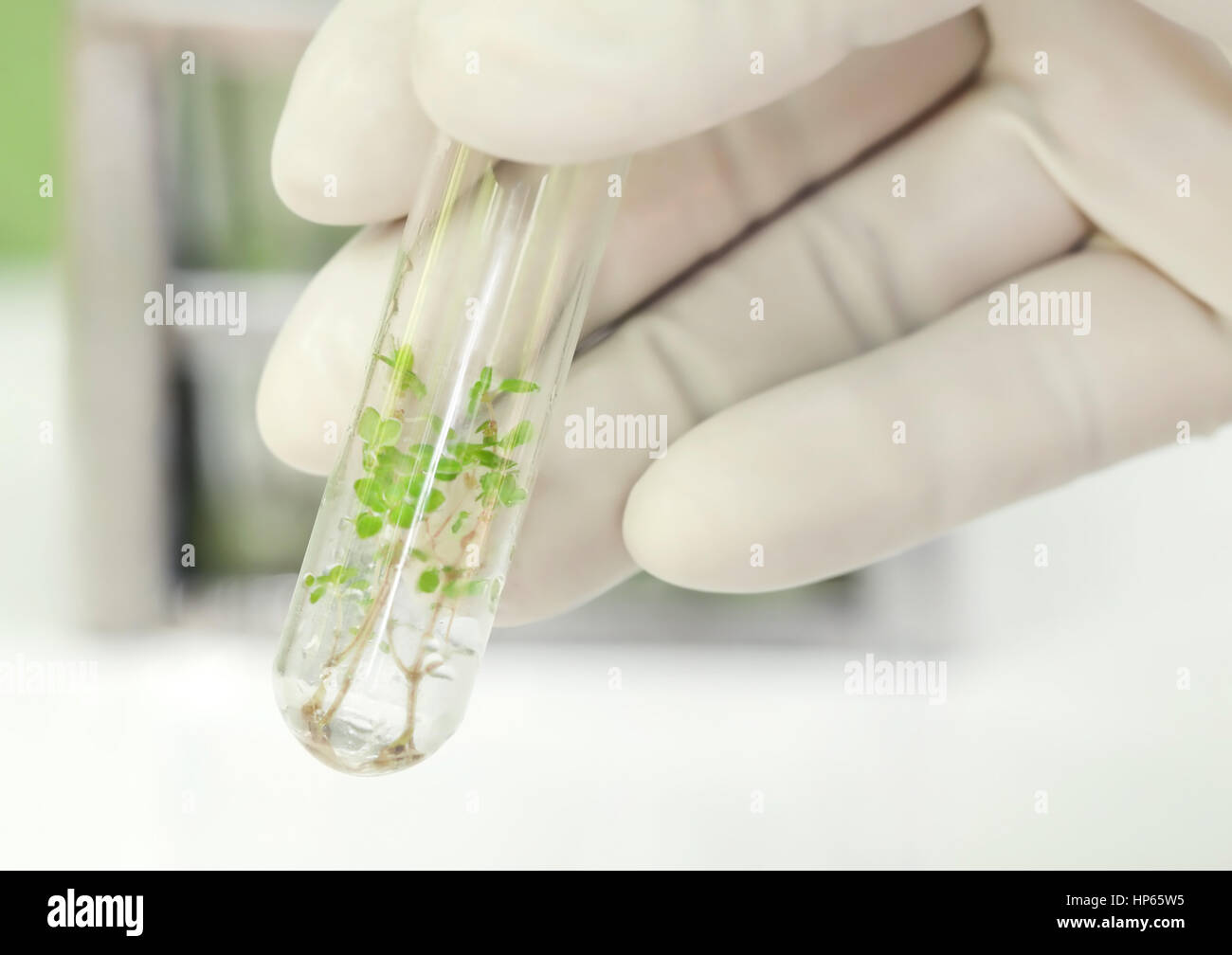 Tissue culture concept as analyzing plant in test tube Stock Photo Alamy